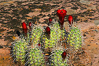 Claret Cup Cactus in Bloom.